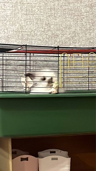 Срочно отдам ангорового кролика