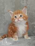 Doxi kocurek Maine Coon Blue Aura*Pl