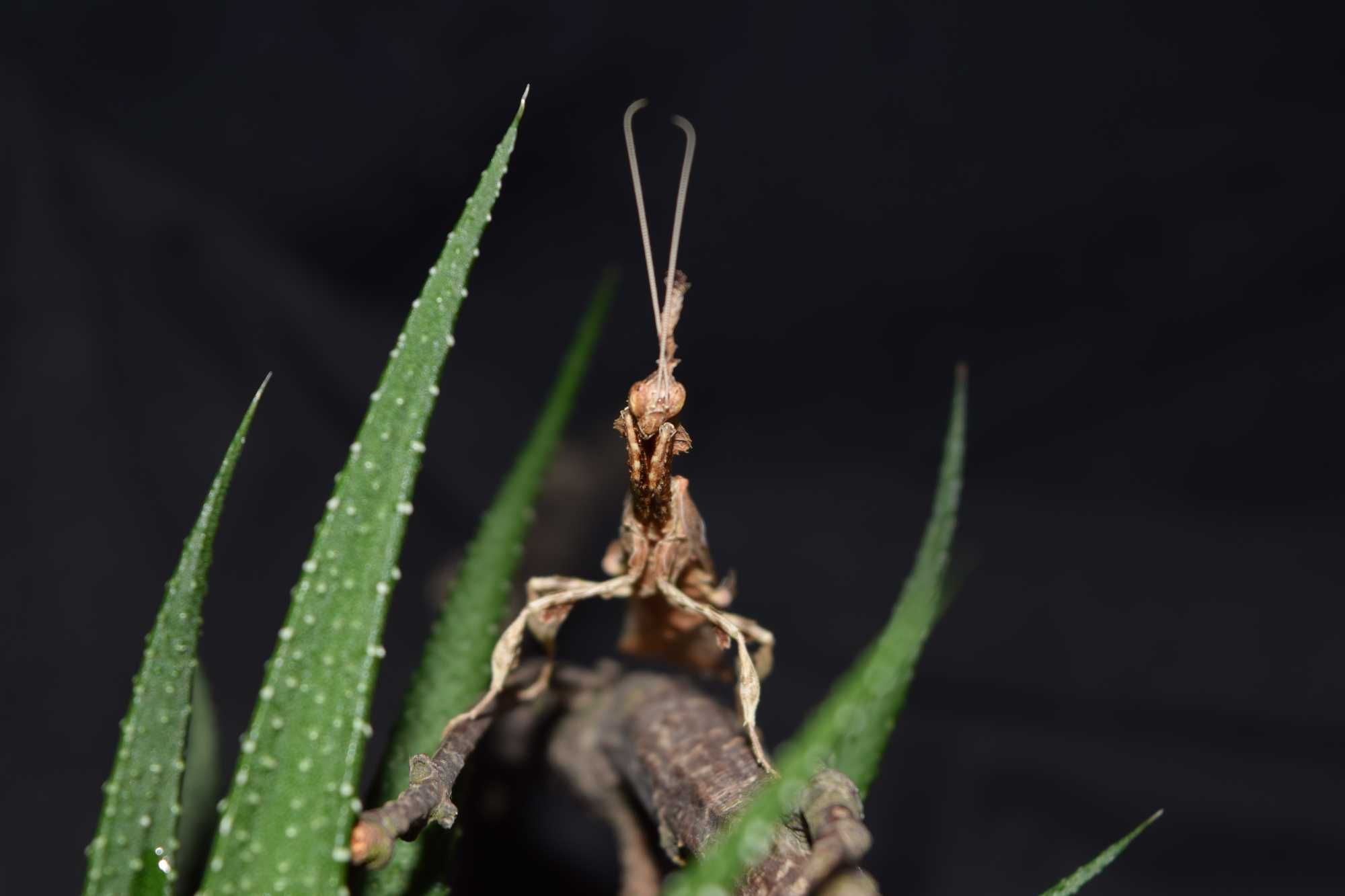 Modliszka Liściogłowa Phyllocrania Paradoxa L7 preimago