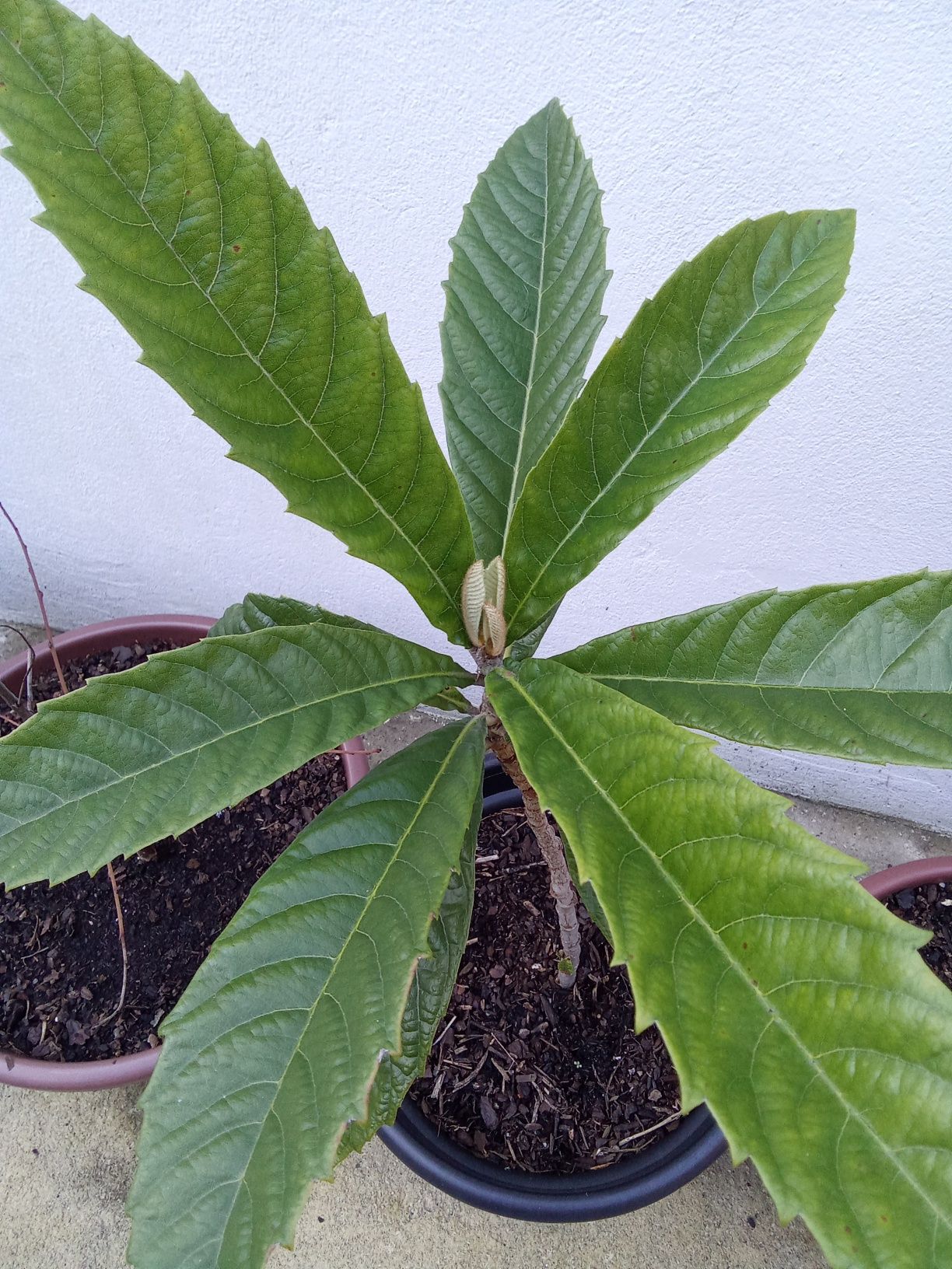 Magnoeiro/nespereira com quatro anos em vaso