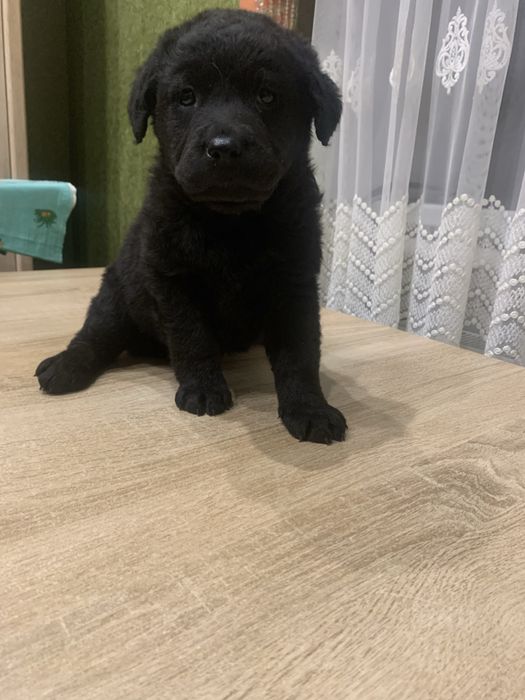 Продам цуценят Лабрадорів