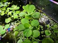 zestaw roślin rośliny do oczka wodnego pistia, limnobium, salwinia