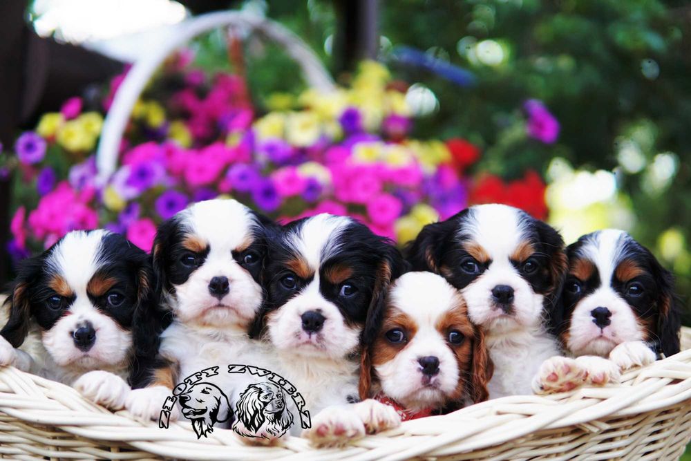 Szczeniaczek Cavalier King Charles Spaniel