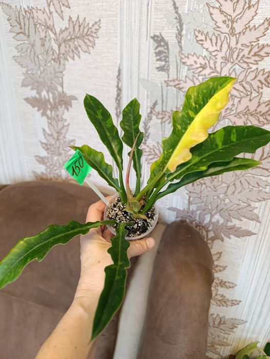 Монстера Peru,Филодендрон Мамей, Эмеральд Рэд вариегатний