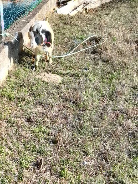 Cabritos anões  1 fêmea 2 machos