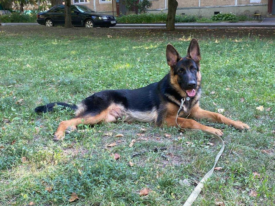 Отдам щенка немецкой овчарки в добрые руки