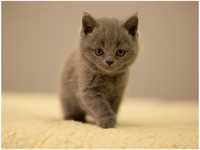 Kot Brytyjski niebieski krótkowłosy.