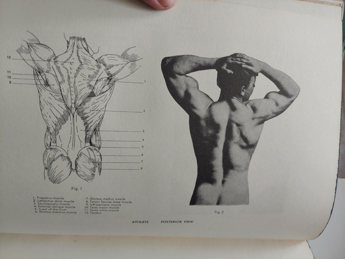 Livro an atlas of anatony for artists