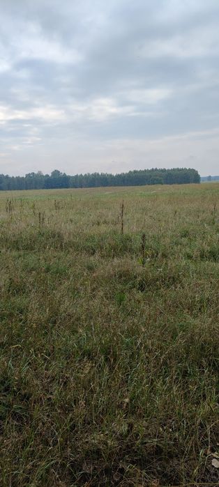 Sprzedam las  z ziemią rolną