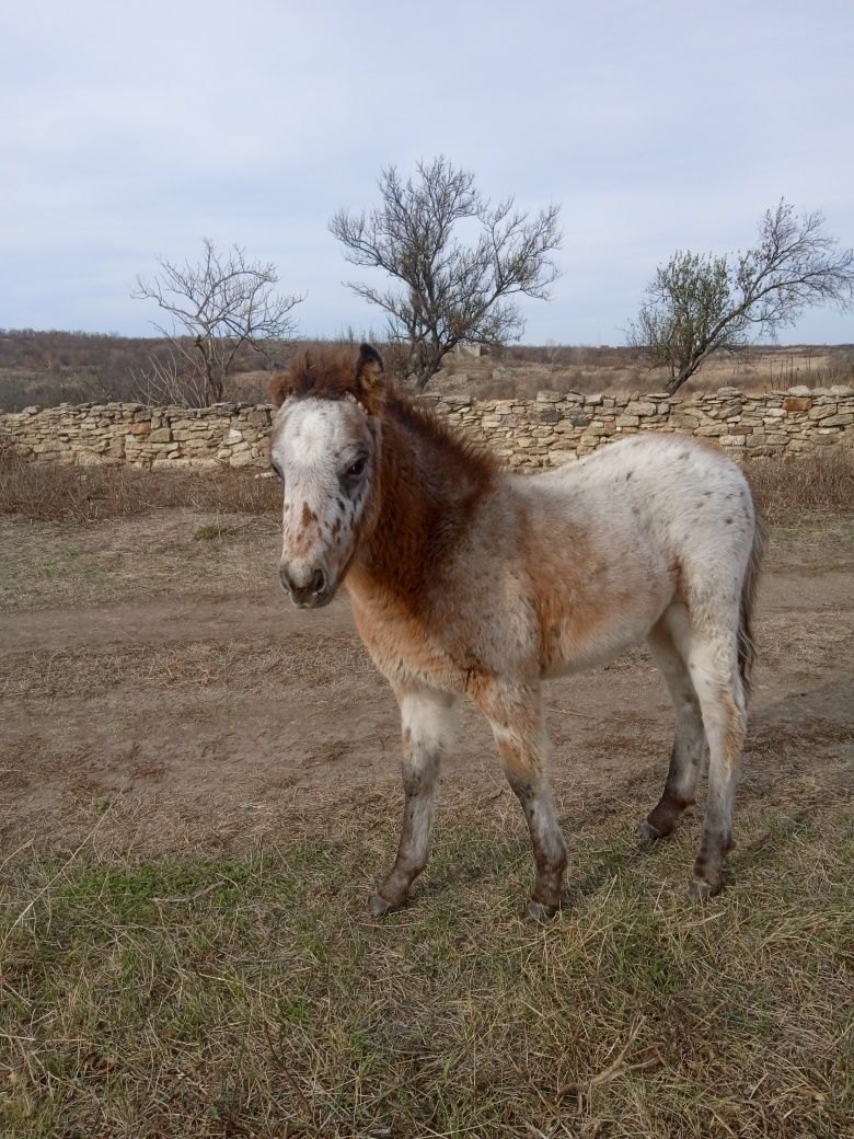 Поні жеребчик чубарий