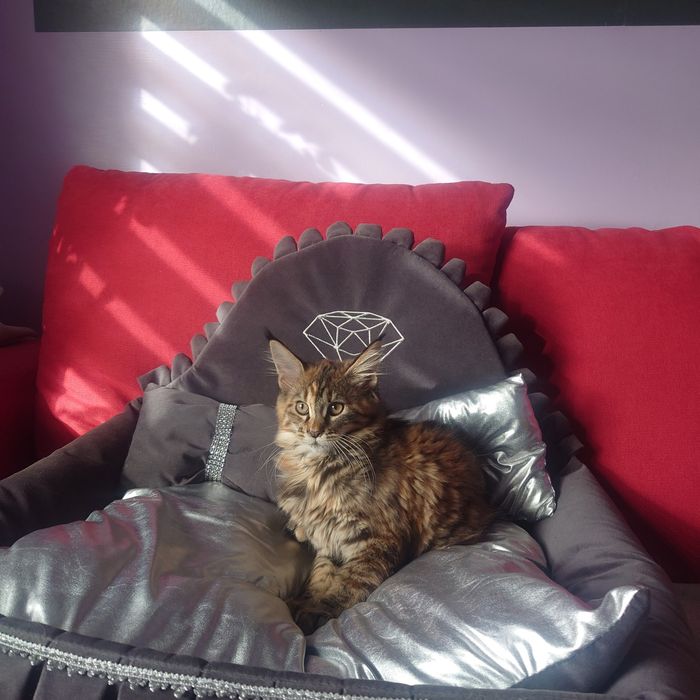 Kotka Maine coon