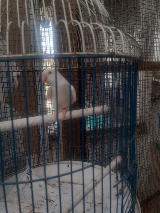 Agapornis opalinos lutinos e1branco lutino(Machos) Com Certif. Sexagem