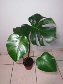 Monstera deliciosa + pędówka, kolekcja