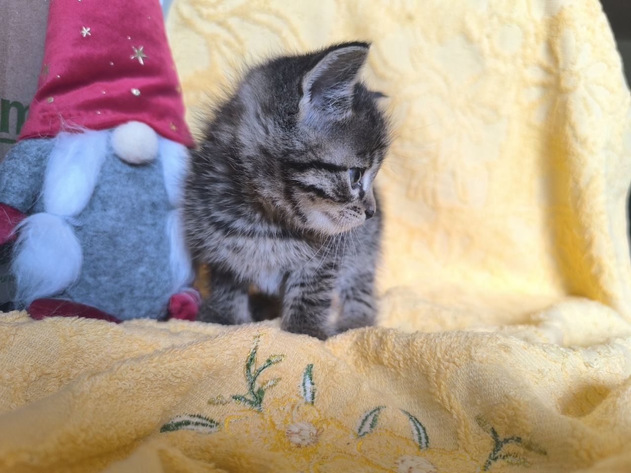 Отдам_ кошки_ котята_ жук
