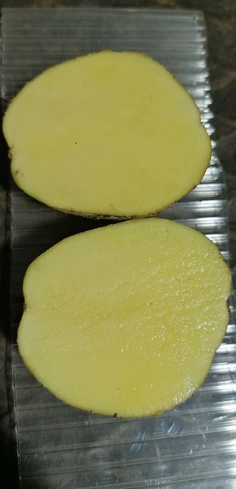 Ziemniaki jadalne Bryza