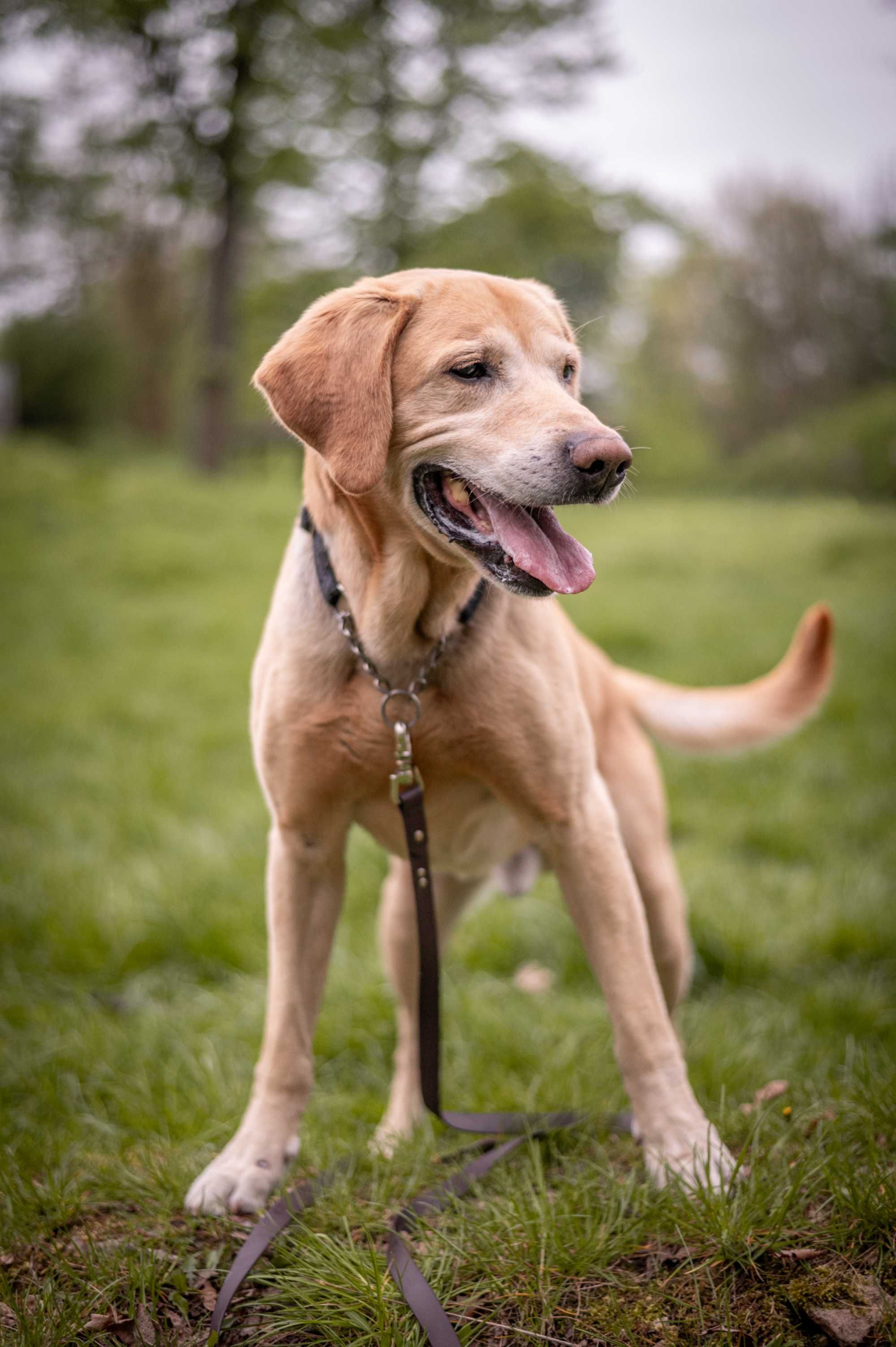 Bodo mieszaniec labradora