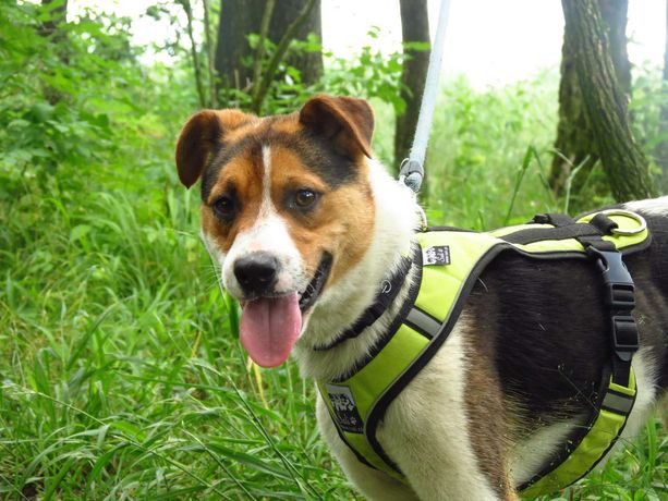 Tricolor Rio szuka domu ADOPCJA