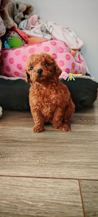 Pudel toy Red redbrown Red brown