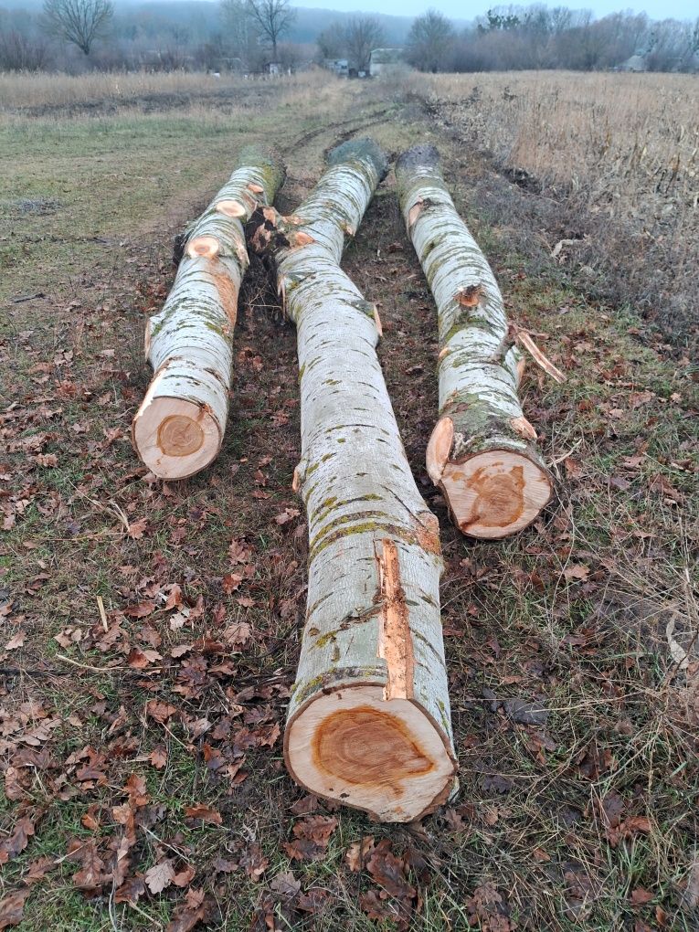 Продається ділове дерево мягкої породи (Тополя)