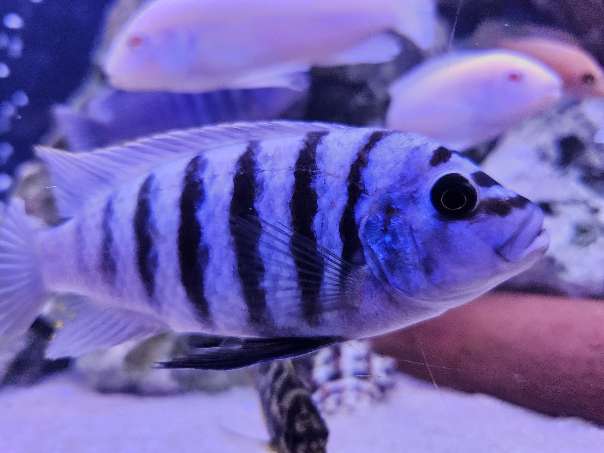 Pyszczak Maison Reef Pseudotropheus sp. zebra chilumba malawi
