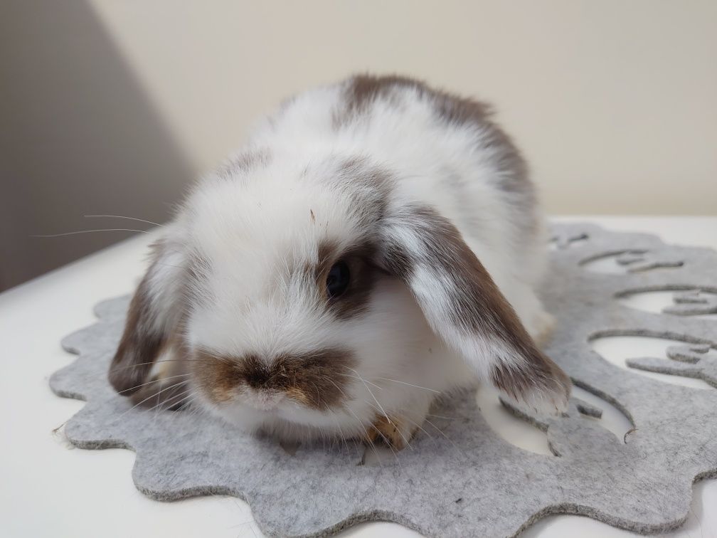 Króliki Mini -Lop