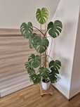 Monstera z doniczką