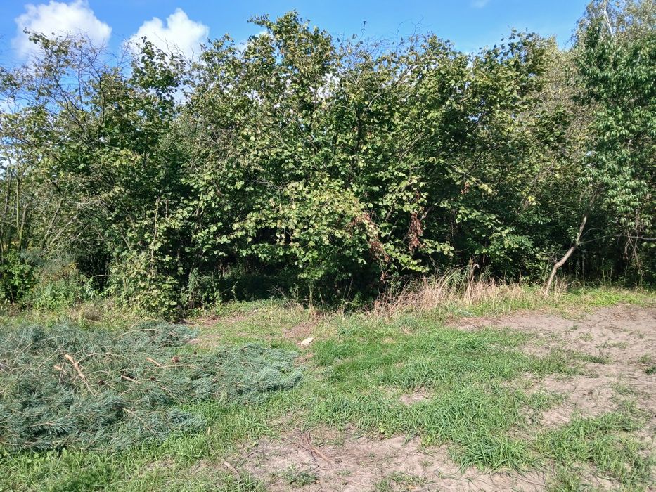 Drewno na opał leszczyny