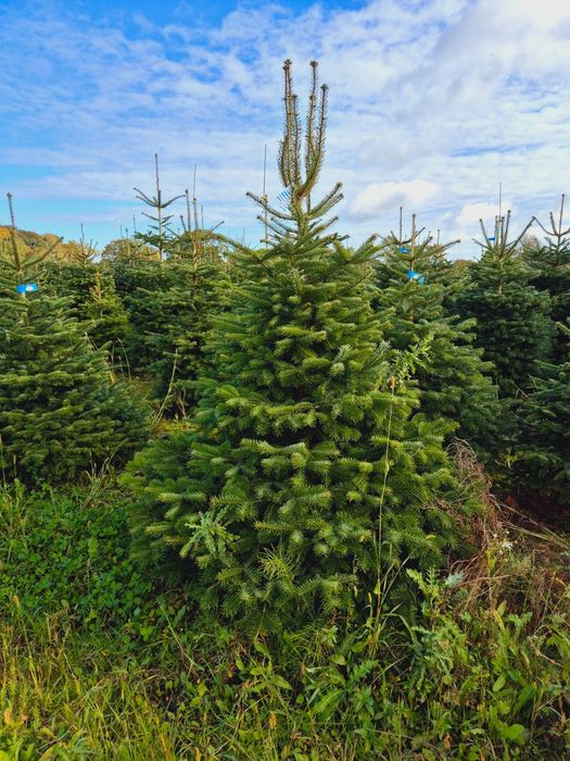 Jodła kaukaska w donicy