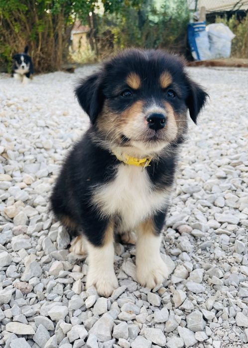 Pastor australiano macho com lop