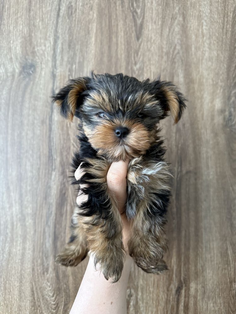 Suczka Yorkshire Terrier
