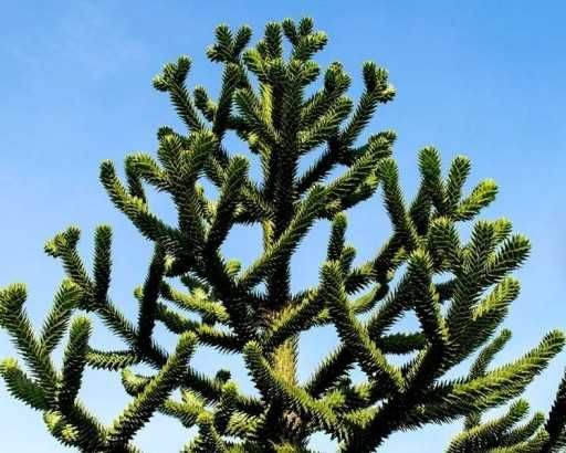Araukaria chilijska, duże, dorodne okazy 50cm! Mrozoodporna