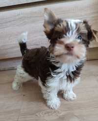 Yorkshire Terrier samiec