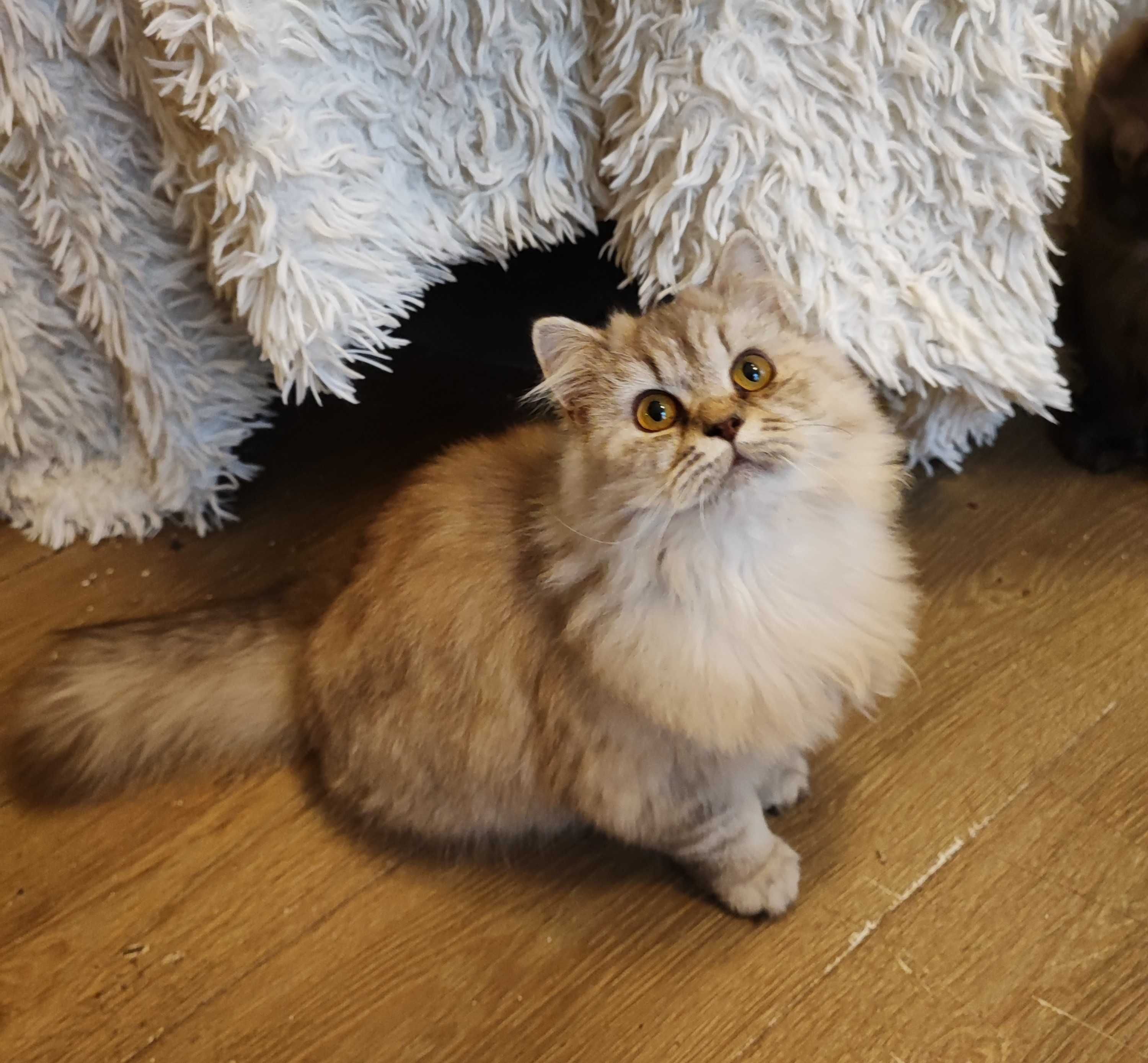 Śliczka śrebrna czekoladowo pręgowana koteczka ,szuka domku