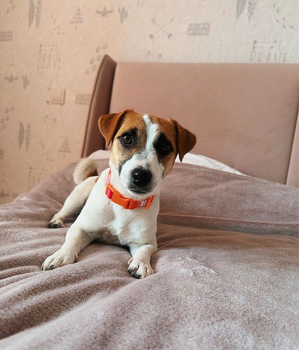 Дівчинка джек-рассел тер'єр чекає на свою люблячу сім‘ю.