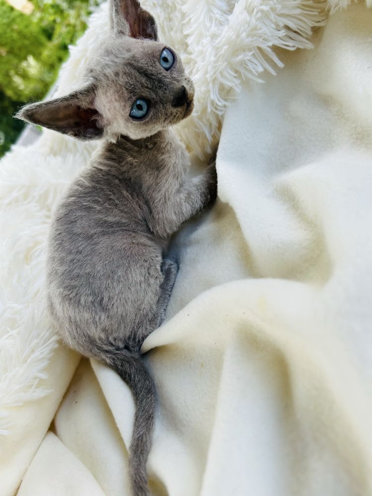 Kocurek niebieski point niebieskooki Devon Rex