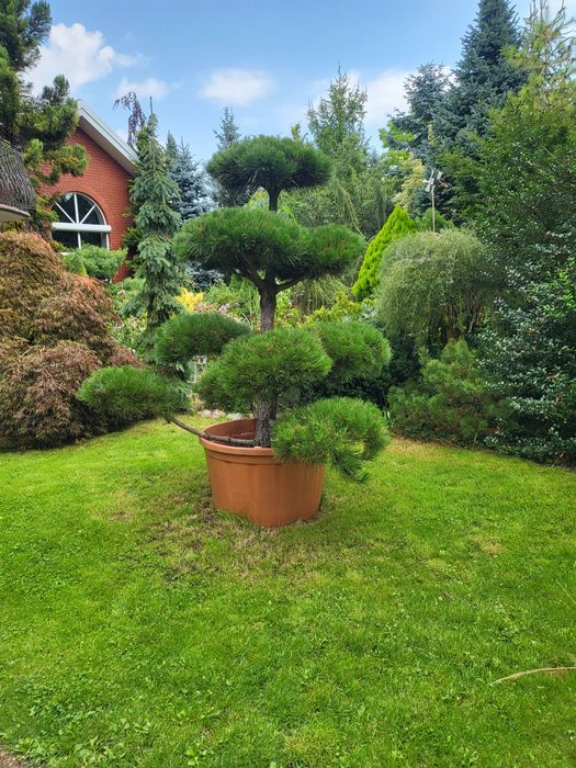 Bonsai niwaki sosna czarna piękny