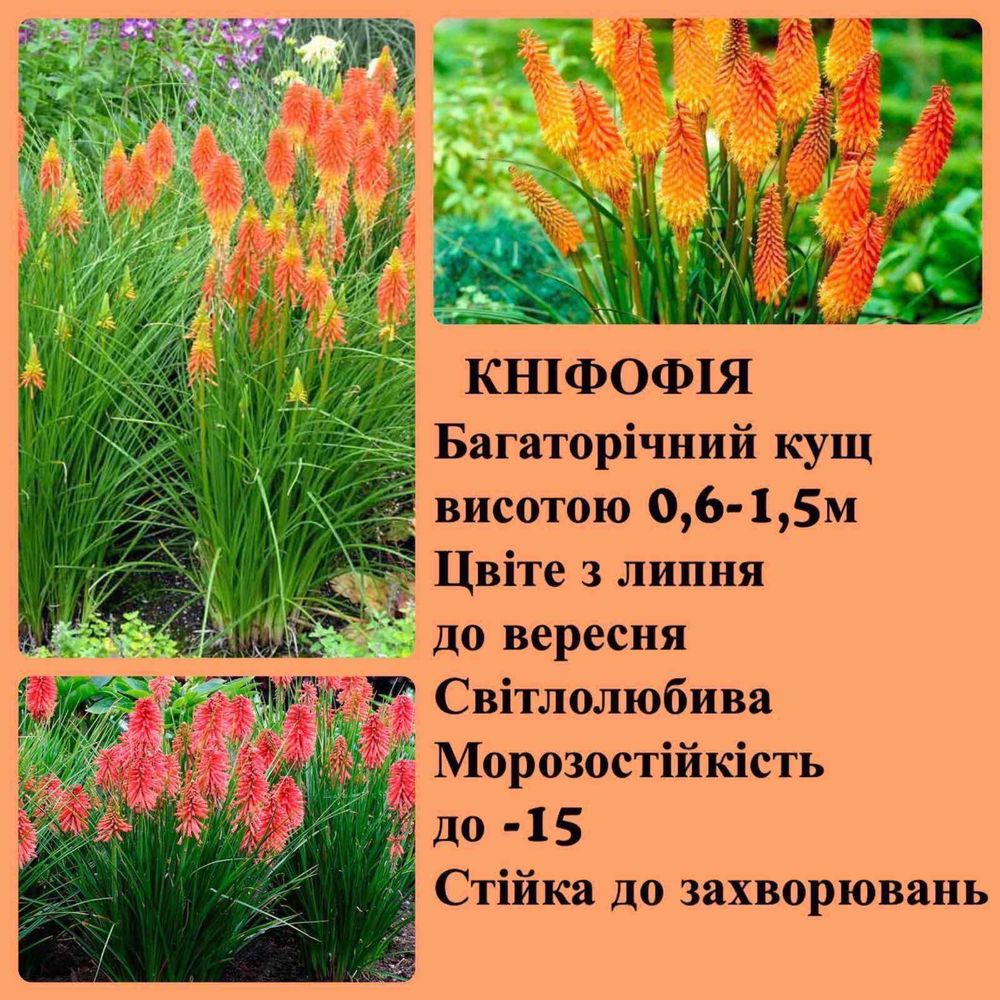 Чистец византийский , хвойник, лилейник  и др