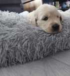 Golden Retriever złota Dziewczynka