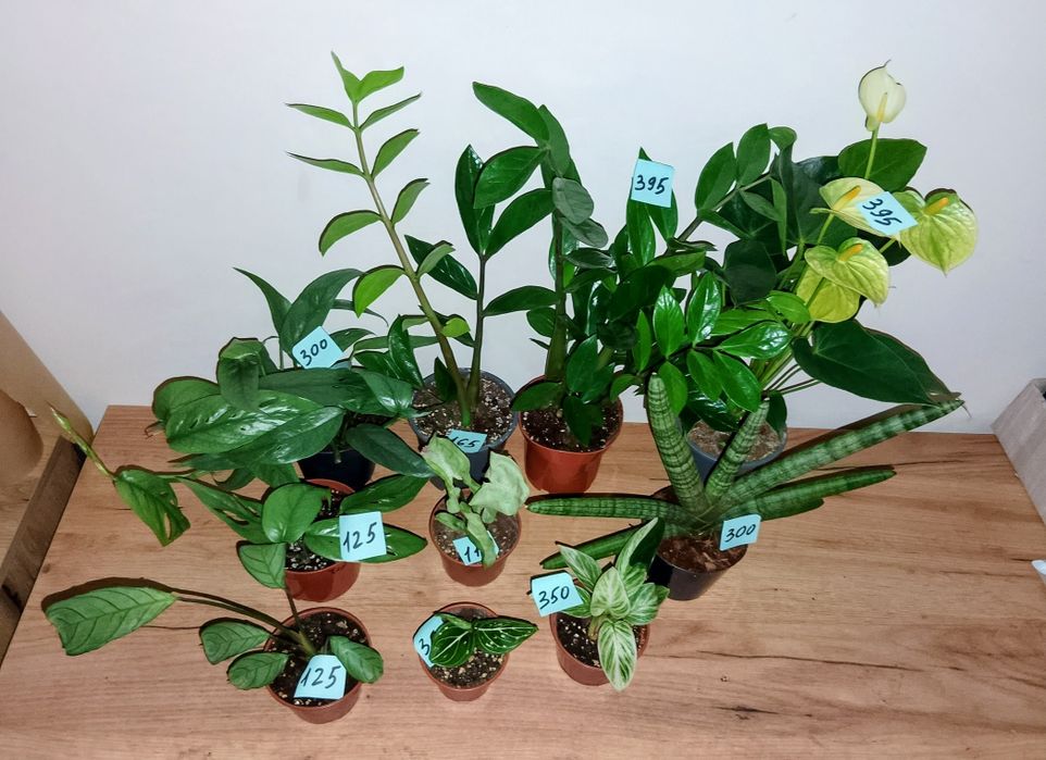 Різні кімнатні квіточки