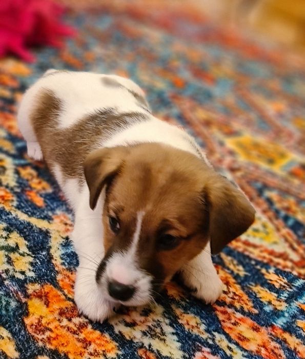 Jack Russel Terrier gładkowłosy samczyk Herbu Harpagan since 2007