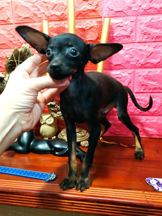 Красивый мини мальчишка - любимчик! ОтЧемпионов. Док.КСУ. Чип, привит!