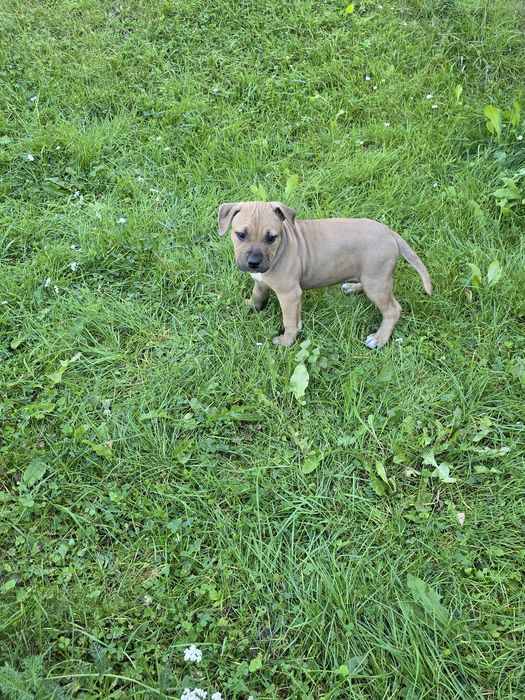 American Pitbull Terrier