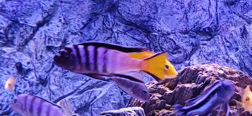 sprzedam pyszczaki Pseudotropheus elongatus Mphanga