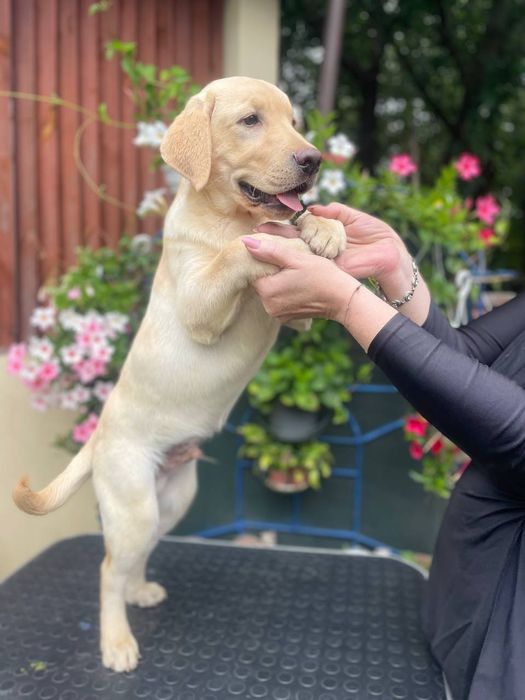 Народжені любити! Лабрадори від розплідника YalMarin Lucky Labs