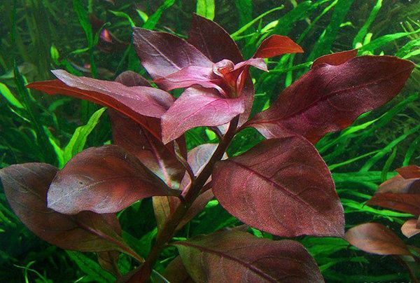 Ludwigia repens Rubin - 1 sztuka