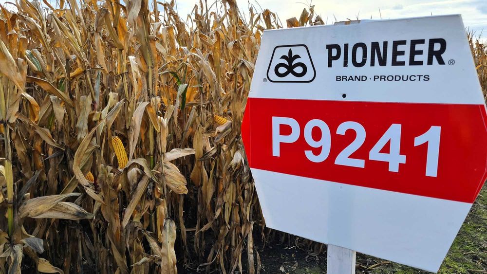 Dystrybutor PIONEER - kukurydza nasiona kukurydzy odmiana P9241