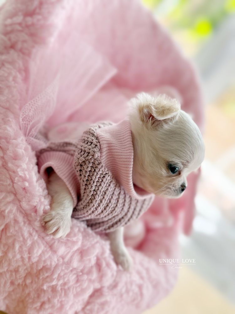 Mini Baby Doll dziewczynka Chihuahua ZKwP FCI