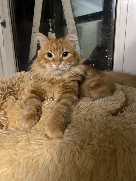 Отдам даром в добрые руки пушистого рыжего котика