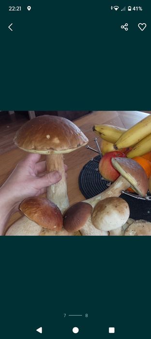 Tegoroczne pierwsze zdrowe okazy grzybów