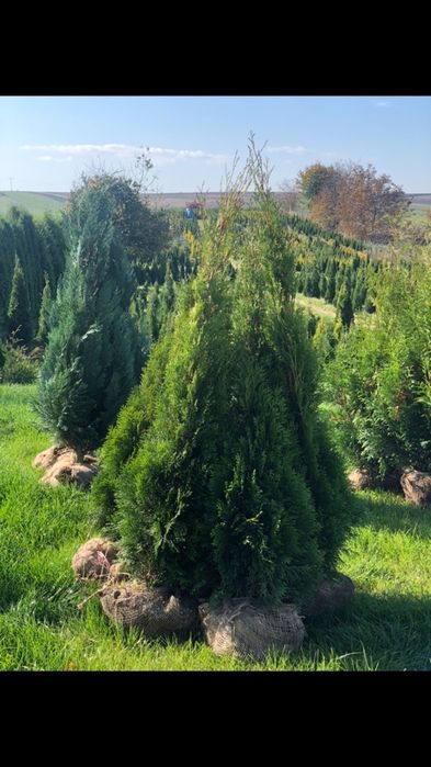 TUJA SZMARAGD 140-150cm Producent!DOSTAWA!Sadzenie! 120/130/160 thuje